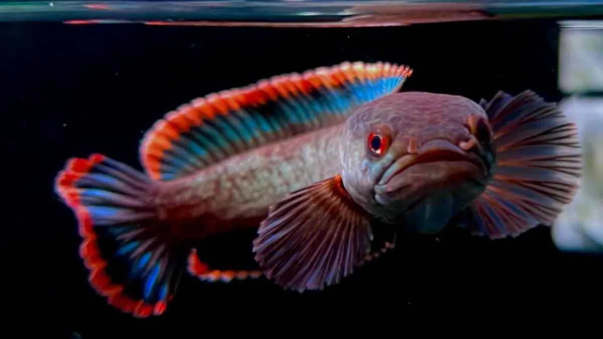 Channa Fish: Origin, Species, and Complete Care Guide
