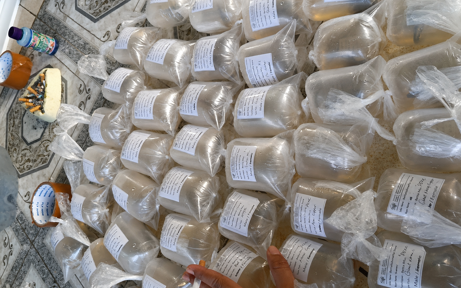 Japan shipping betta
