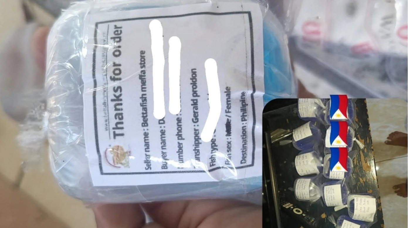 Philipine shipping Full gold ribbon guppy fish