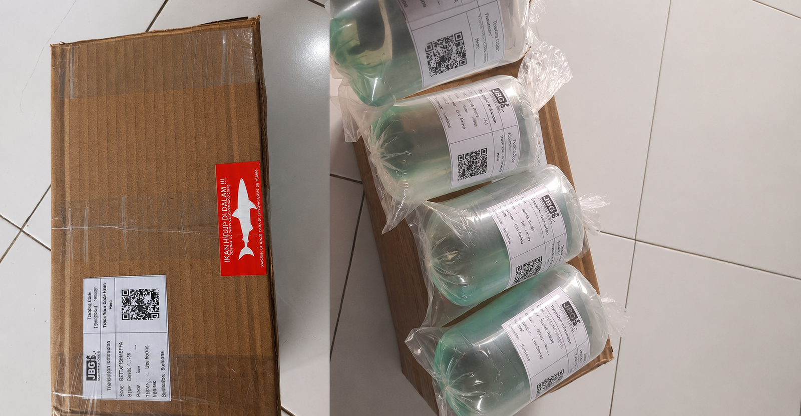 Suriname shipping bettafish