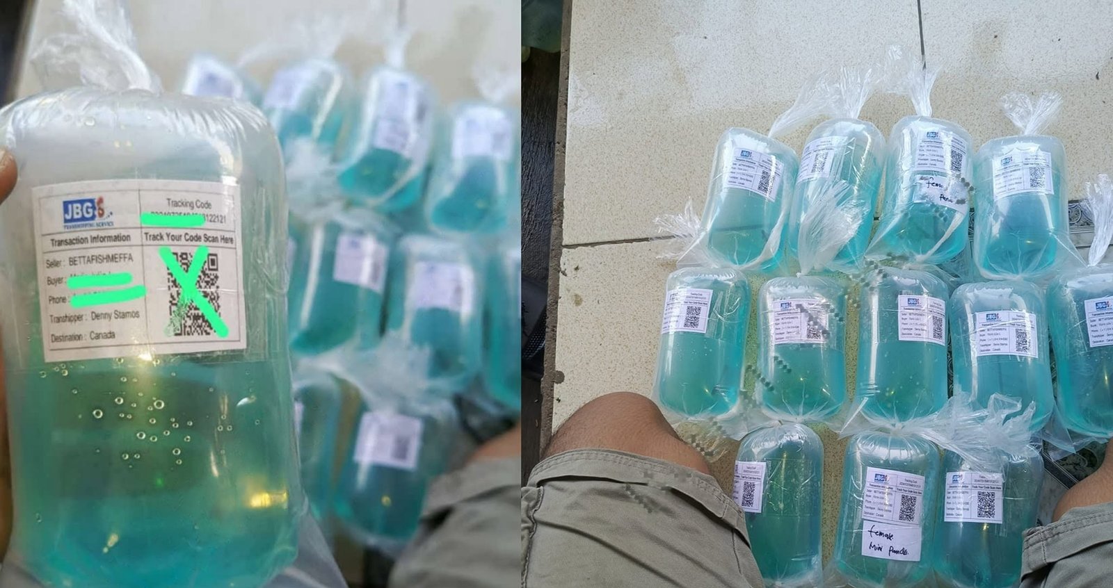 Canada shipping guppy fish