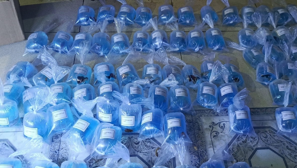 150 fish (wholesale)  USA shipping