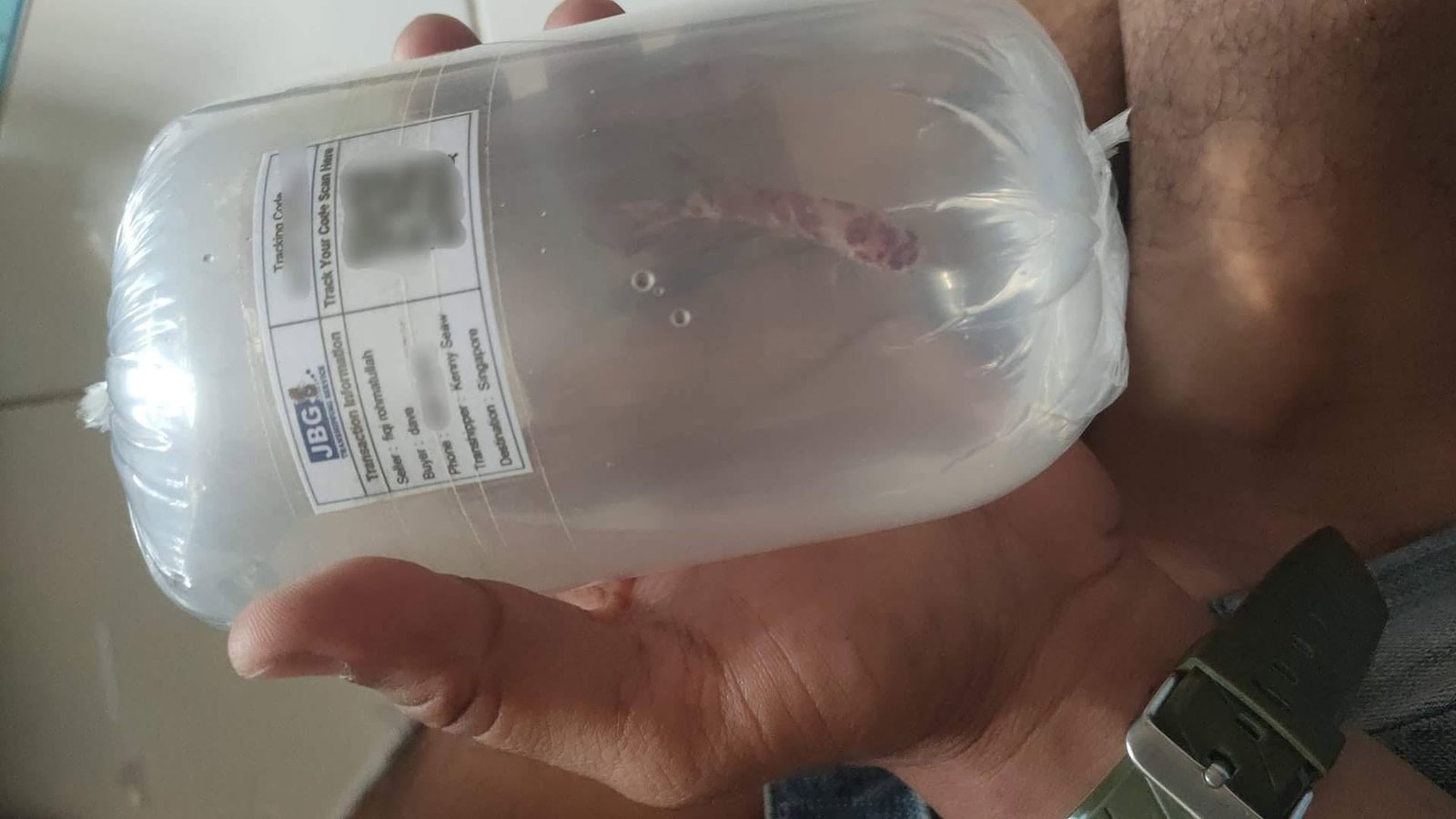Singapore shipping Giant bettafish