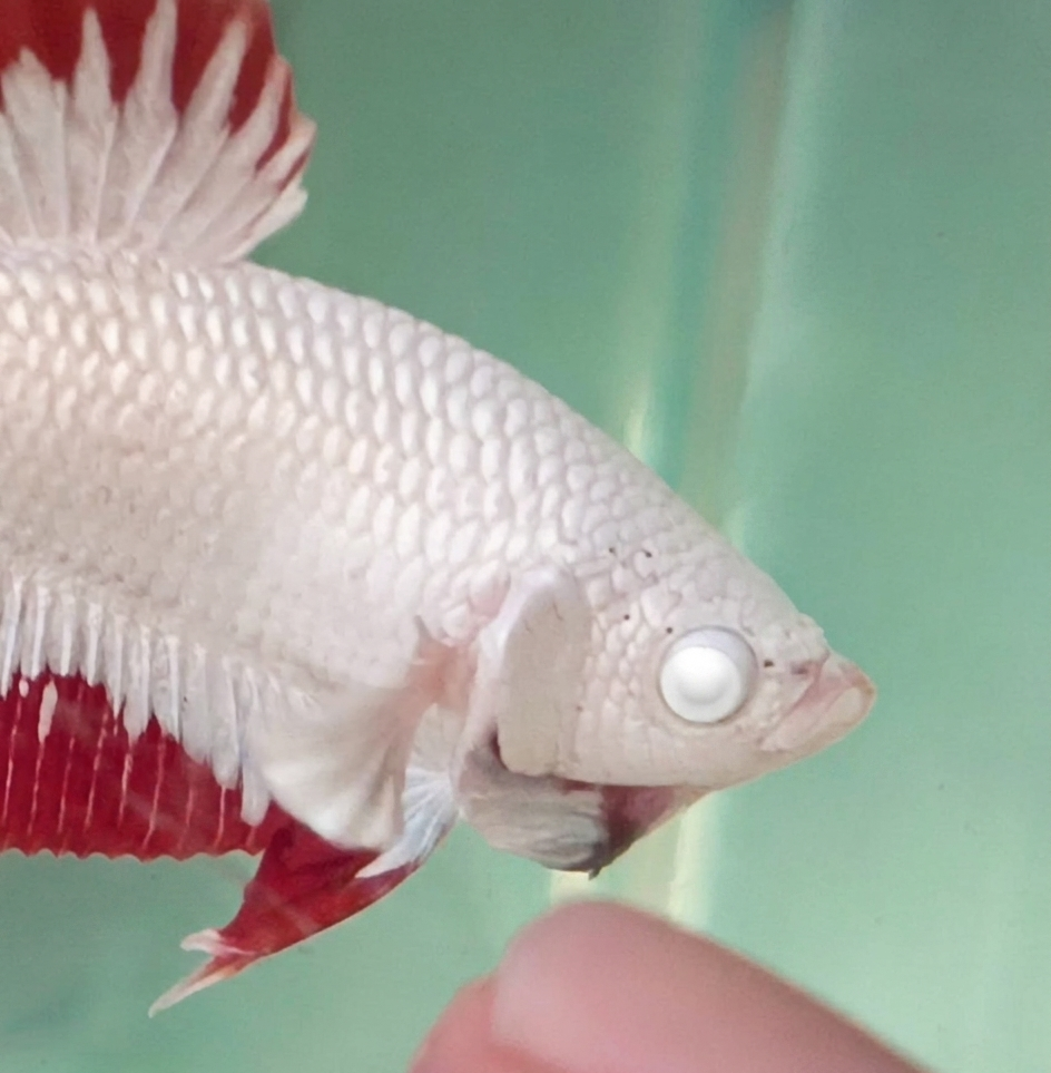Red dragon snow female