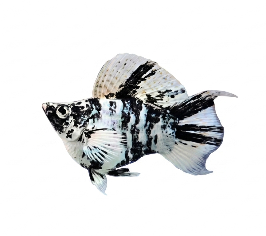 Molly zebra lyertail balloon