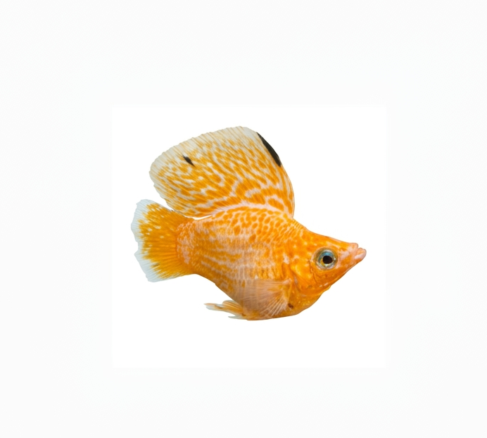Supergold High Sailfin molly