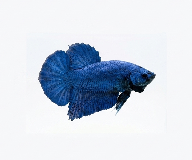Giant betta fish royal blue